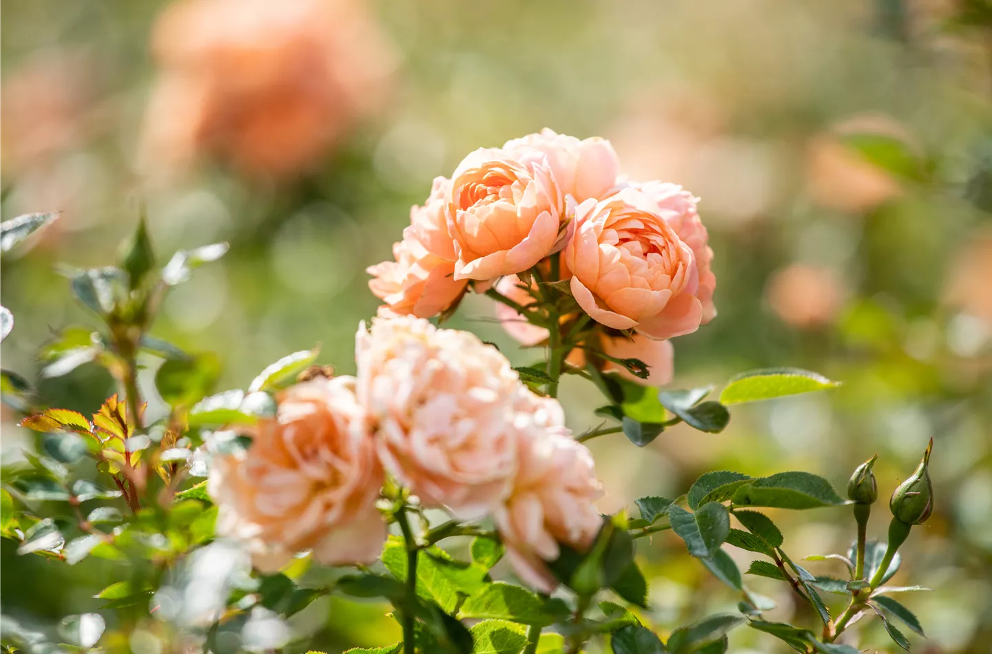 Die schönsten Rosen für den eigenen Rosengarten