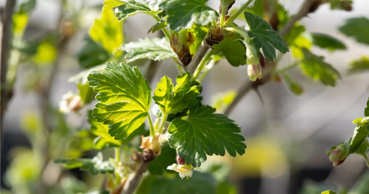 Stachelbeeren richtig pflanzen und pflegen GartenBaumschule
