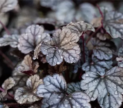 Garten-Silberglöckchen 'Sugar Frosting'