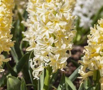 Hyazinthe 'Yellow Queen'