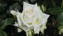 Rosa 'Alaska'®