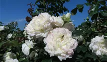 Rosa 'Alaska'®