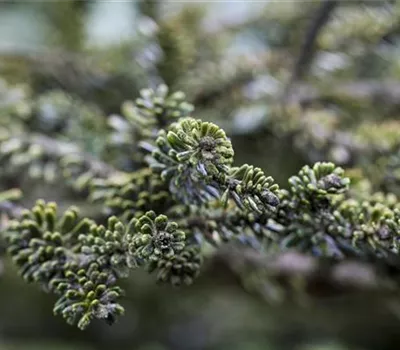 Koreatanne 'Kohouts Icebreaker'®