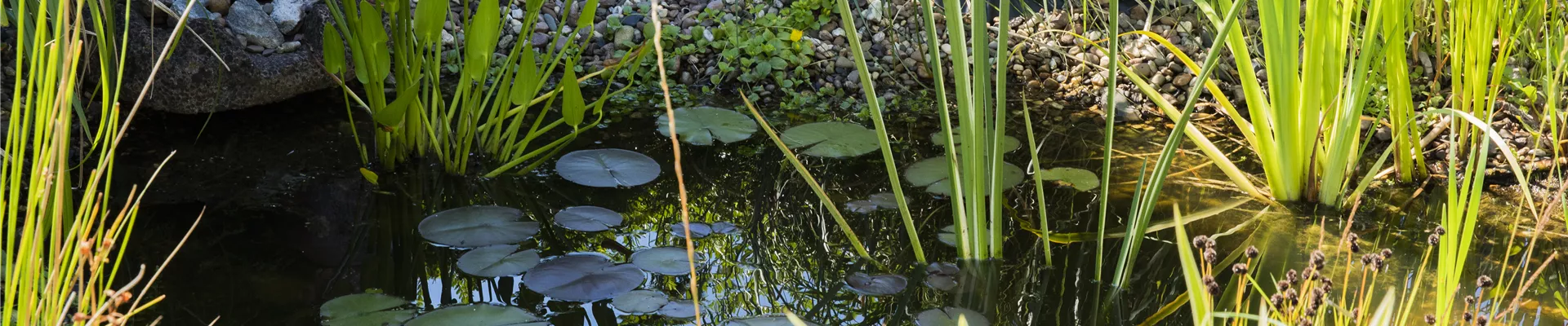 Teich mit Wasserpflanzen