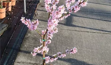 Prunus persica var. persica 'Ice Peach'®