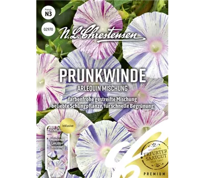 Prunkwindensamen 'Arlequin'