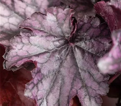Purpurglöckchen 'Blackberry Jam'