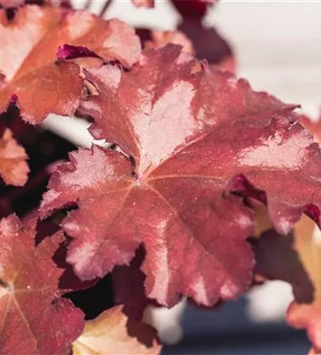 Purpurglöckchen 'Blondie'
