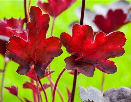 Purpurglöckchen 'Royal Ruby'