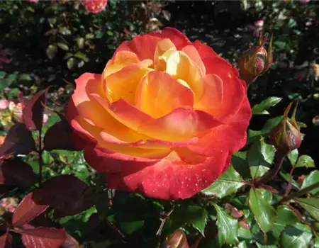 Rose 'Flaming Star'