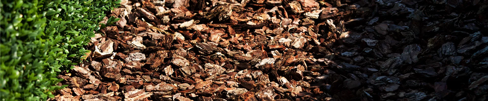 Buxus sempervirens var. arborescens