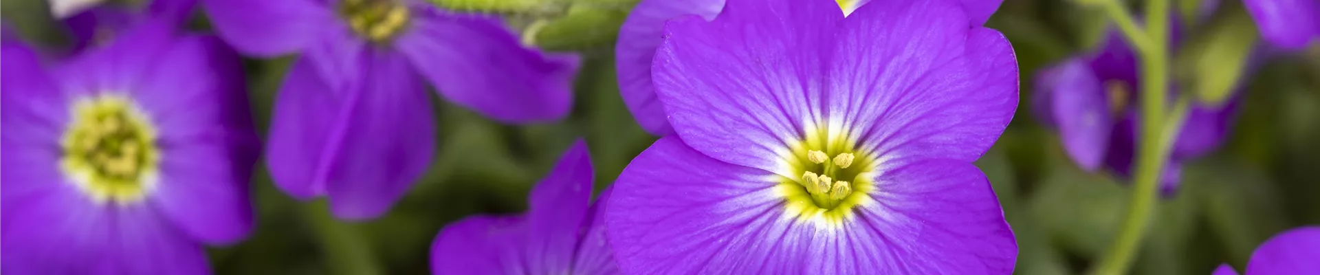 Aubrieta x cultorum, violett