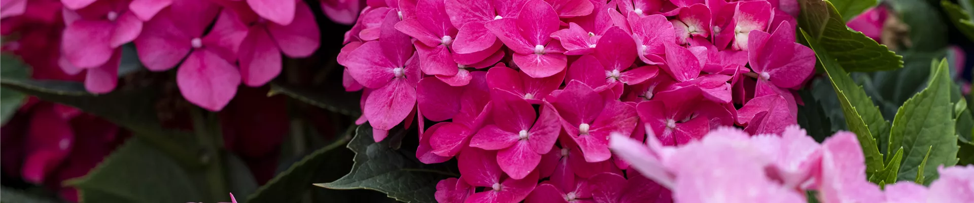 Hydrangea macrophylla, rosarot