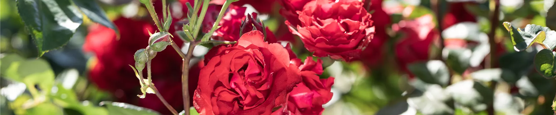 2020-5-26.8-52.GS621227