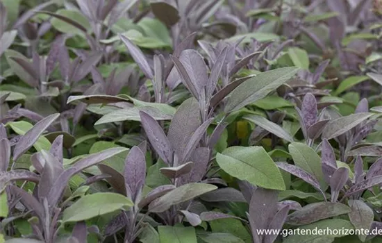 Salvia officinalis 'Purpurascens'