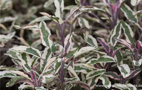 Salvia officinalis 'Tricolor'