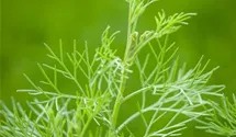 Artemisia abrotanum 'Colastrauch'