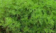 Artemisia abrotanum 'Colastrauch'