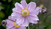 Anemone hupehensis 'September Charm'