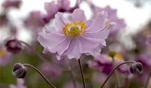 Anemone hupehensis 'September Charm'
