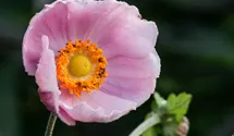Anemone hupehensis 'September Charm'