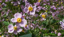 Anemone hupehensis 'September Charm'