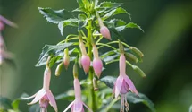 Fuchsia x cultorum 'Whiteknight's Pearl'