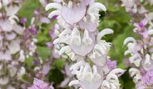 Salvia sclarea