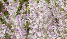 Salvia sclarea