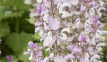 Salvia sclarea