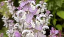Salvia sclarea