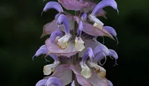 Salvia sclarea