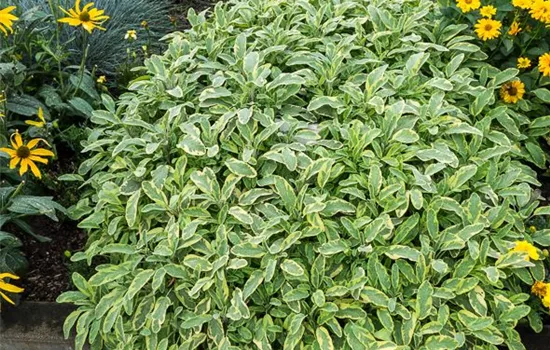 Salvia officinalis 'Icterina'
