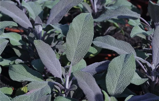 Salvia officinalis 'Purple Beauty'