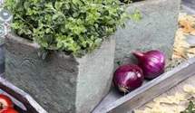 Thymus x citriodorus