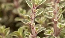 Thymus x citriodorus