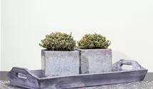 Thymus x citriodorus