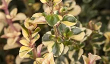 Thymus x citriodorus