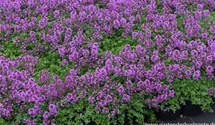 Thymus x citriodorus