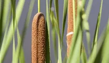 Typha latifolia