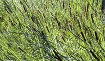 Typha latifolia