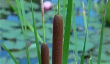 Typha latifolia