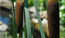 Typha latifolia