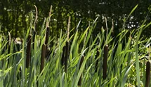 Typha latifolia