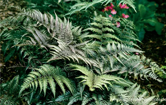 Athyrium niponicum 'Metallicum'