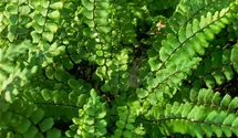 Asplenium trichomanes
