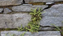 Asplenium trichomanes