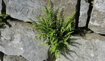 Asplenium trichomanes