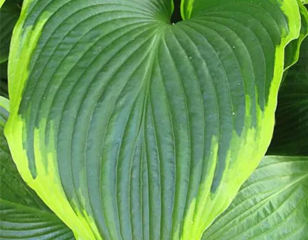 Funkie 'Flavocircinalis'