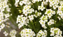 Pritzelago alpina